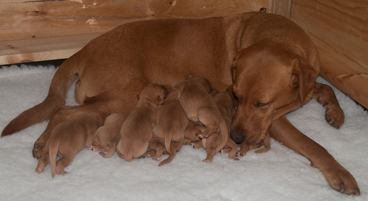 Fox Red Labrador Puppies for Sale May 2017 Litter